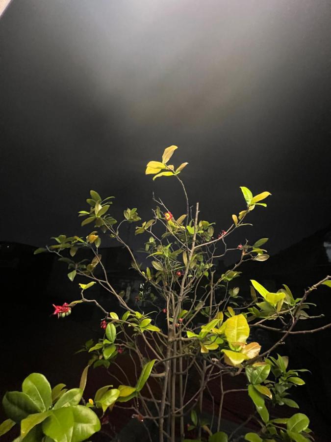 Sunflower Homestay Hai Phong Exterior foto